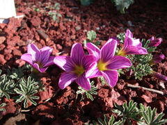 Oxalis laciniata