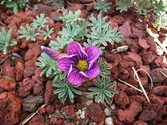 Oxalis laciniata