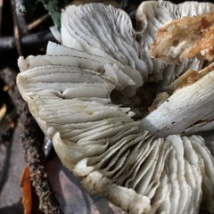 Tricholoma luteomaculosum