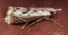 Microcrambus kimballi