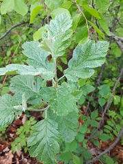 Hedlundia thuringiaca