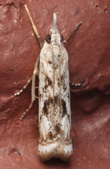 Microcrambus kimballi
