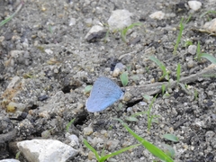 Celastrina argiolus