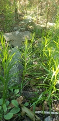 Liatris compacta