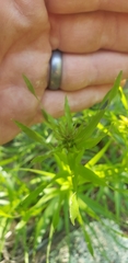 Liatris compacta