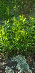Liatris compacta