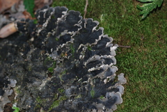 Peltigera degenii