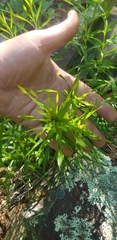 Liatris compacta