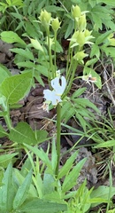 Primula meadia