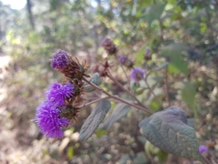 Vernonia alamanii