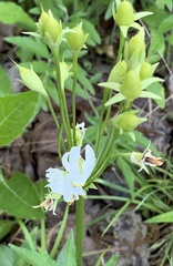Primula meadia