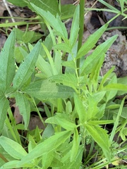 Primula meadia