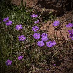 Geranium multisectum