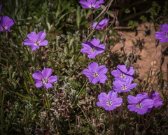 Geranium multisectum