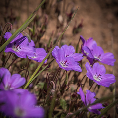 Geranium multisectum