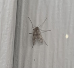 Psectrotanypus dyari