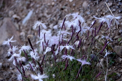 Dianthus spiculifolius