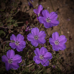 Geranium multisectum