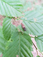 Athous haemorrhoidalis