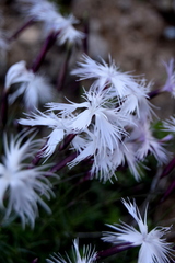 Dianthus spiculifolius