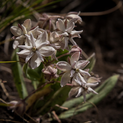 Asclepias humilis