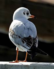 Chroicocephalus ridibundus