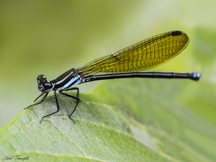 Acanthagrion trilobatum