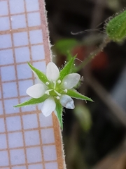Arenaria leptoclados