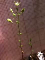 Arenaria leptoclados