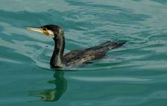 Phalacrocorax carbo