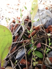 Arenaria leptoclados