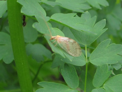Hemerobius marginatus