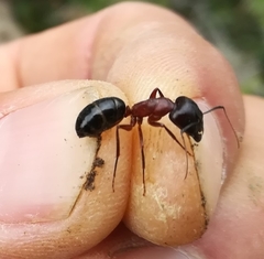 Camponotus sylvaticus