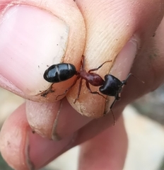Camponotus sylvaticus