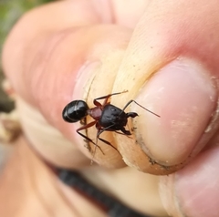 Camponotus sylvaticus