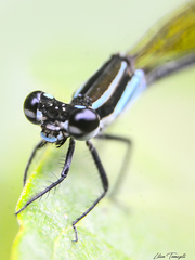 Acanthagrion trilobatum