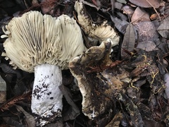 Russula densifolia