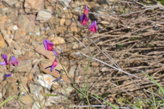 Lathyrus digitatus