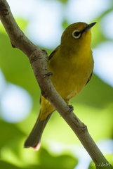 Zosterops virens virens