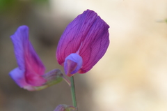 Lathyrus digitatus