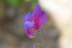 Lathyrus digitatus