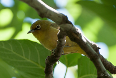 Zosterops virens virens