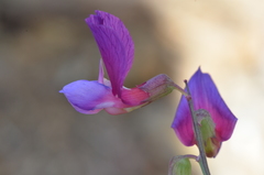 Lathyrus digitatus