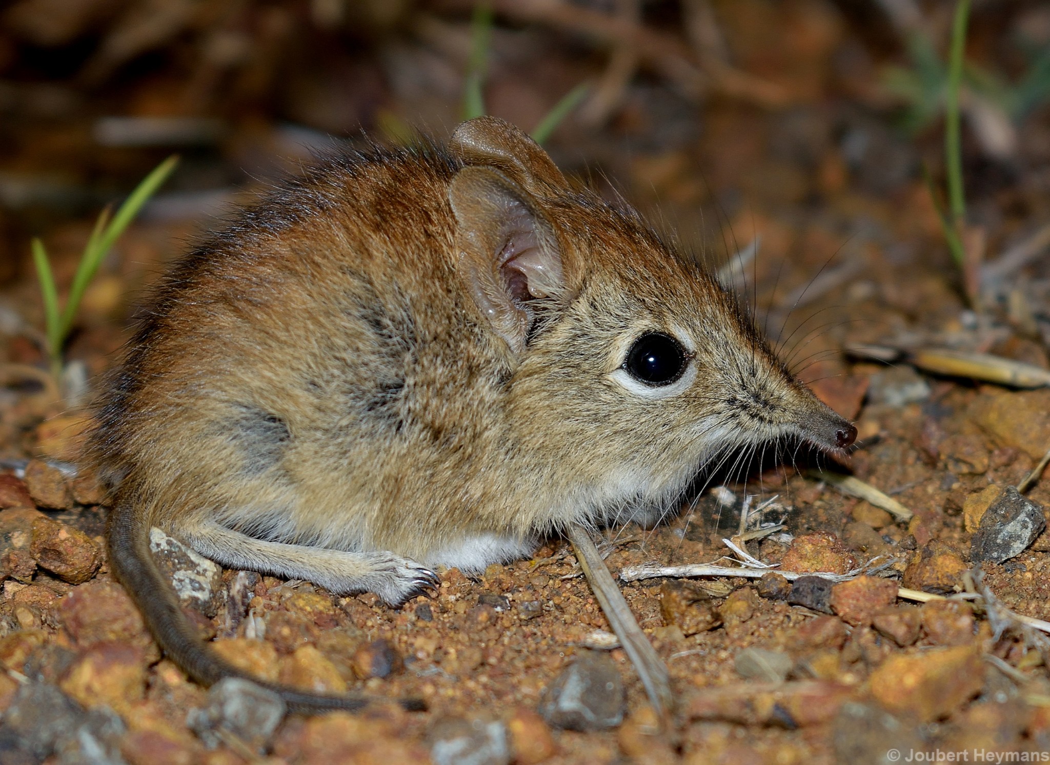 Elephantulus brachyrhynchus (A.Smith, 1836)