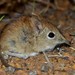 Short-snouted Sengi - Photo (c) Joubert Heymans, some rights reserved (CC BY-NC-ND), uploaded by Joubert Heymans