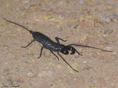 Mastigoproctus maximus