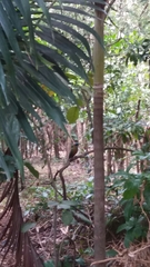 Momotus subrufescens