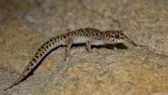 Pachydactylus capensis