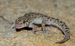 Pachydactylus capensis