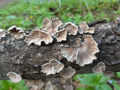 Schizophyllum commune